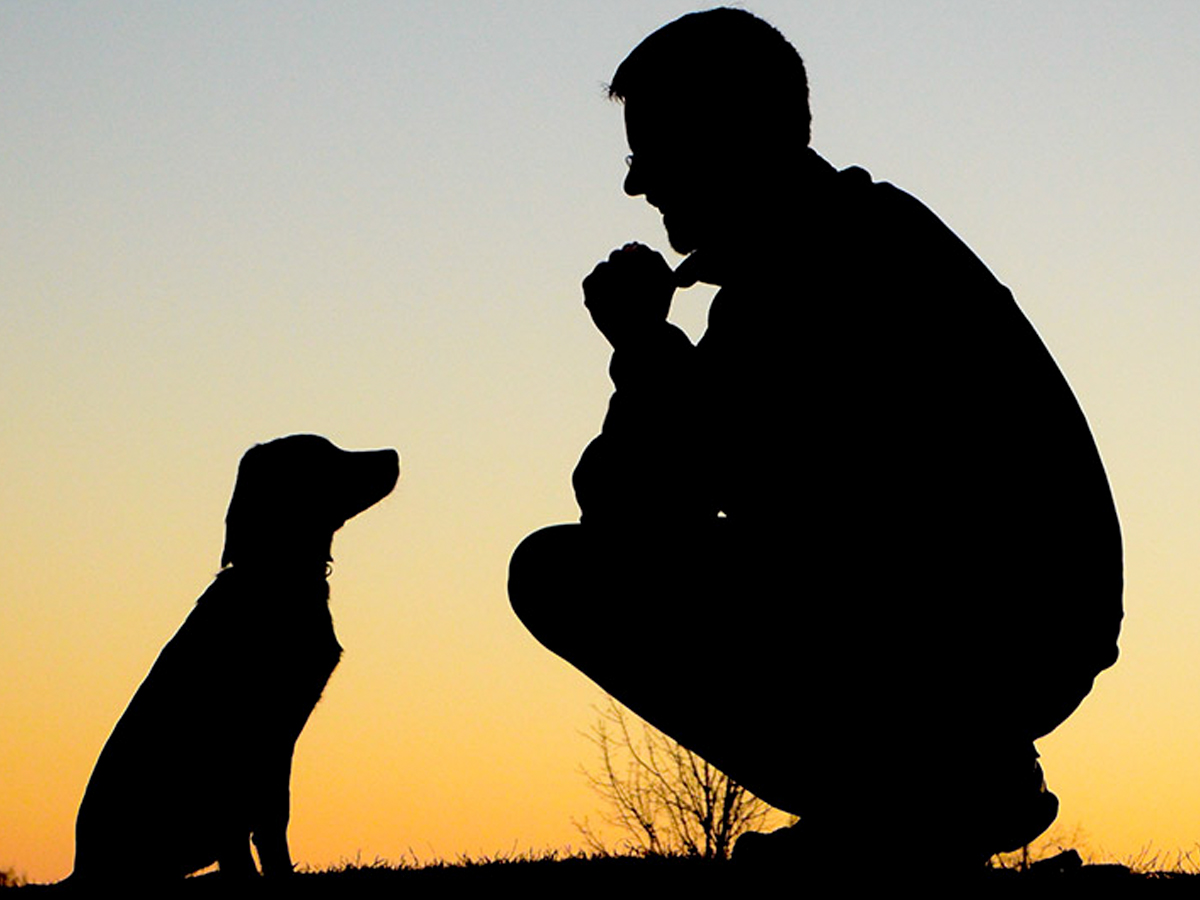 Canine Peace of Mind